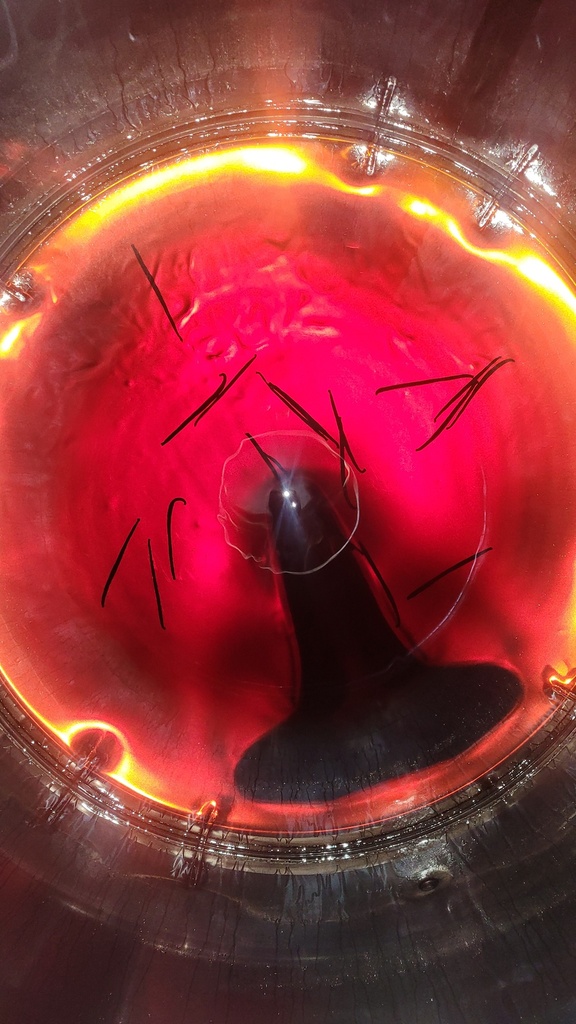 Dérangé Châtaignes grillées au feu de bois