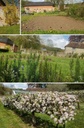 Dérangé 50 Nuances de Plantes
