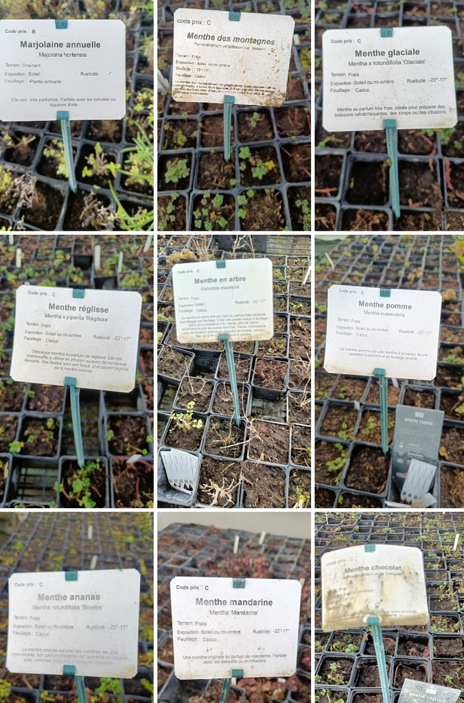 Dérangé 50 Nuances de Plantes